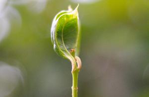 Wild Grass and Flying Birds, Experiencing Spring in Guangxi Mountains