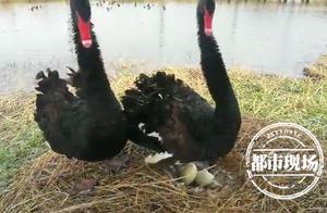 Jiangxi Poyang Lake National Wetland Park: First Time Hatching and Raising 7 Black Swan Babies