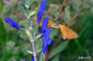 Long-beaked Hawk Moths are Nature's 'Bad Guys', Though They Look Like Stars