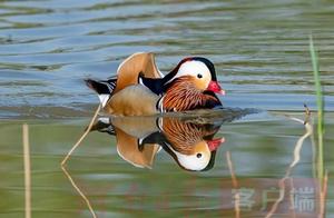 Ducks Playing in the Water