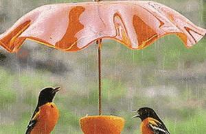 A Rare Spirit Bird Illustration - Seeing One is Luck, Truly Amazing!