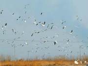 Chahuan: Millions of Migratory Birds Take Flight, Painting a Beautiful Ecological Picture
