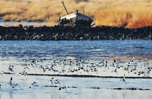Qingdao: Spring Arrives on the Tidal Flats, Birds Take Flight