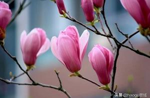 Plum Blossom Blooms, Another Spring