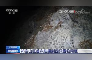 Rare! Four Snow Leopards Spotted Together for the First Time in Gansu Province's Qilian Mountains