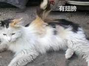 Elderly Lady Finds Cat with 'Wings,' Refuses to Give It Up Despite Advice