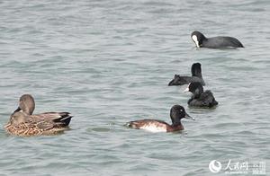 Boshan, Yunnan Second Discovery of the World's Critically Endangered Blue-breasted Grey Loon