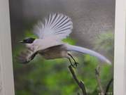 Grey Magpie of the Yellow River Delta