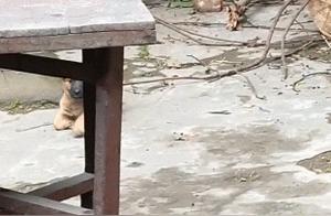 The puppy, recently bought and returned home, was found to walk abnormally, and the villagers immediately diagnosed it with O-legs!