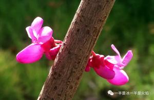 Essay: The Most Profound Affection is the Spring Breeze, Nowhere in the Human World is Without Splendor