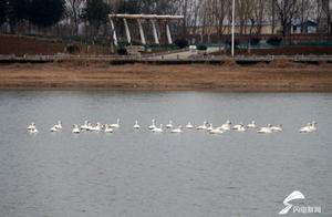 Spring Awakening, 30+ Special Guests Arrive at Tai'an Ningyang Guanhong Wetland Park