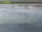 The warm spring river reveals the ducks first, a thousand wild ducks dwell in the Min River.