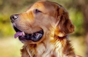 Golden Retriever Picks Up Small Stones to Bring Home, Collected for Over a Month, Owner Smiles When Organizing