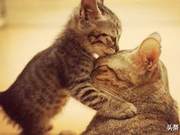 Ten Cat Mothers and Nine Pits: Bewildered Kittens Like My Childhood Self