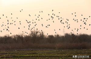 Zhangye, Gansu: Hundreds of Wild Pigeons Dance in Wetland Park