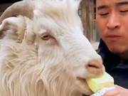 From Grazing to Ice Cream? Goats Have Gone Wild!
