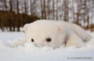 Cute and Funny Animals