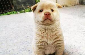 Woman Buys a Stray Dog for 30 Yuan, Elderly Man Declares It 'Worth It'