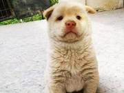 Woman Buys a Stray Dog for 30 Yuan, Elderly Man Rejoices