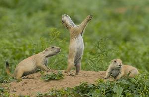Prairie Voles: The Gossipmongers of the Grassland, Discussing Weight and Passersby's Appearance