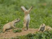The ‘Ah!’ of the Prairie Vole: Is it Just a Simple Call, or a Secret Mockery?