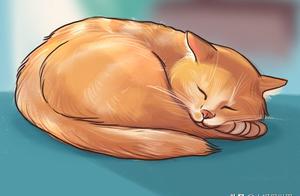 Decoding the 7 Sleep Positions of Cats and Their Hidden Meanings
