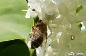 The Spider's Perfect Camouflage: Merging with White Flowers to Easily Hunt Bees