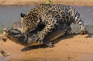 Jaguar, the third largest cat species in terms of body size, following the tiger and lion.