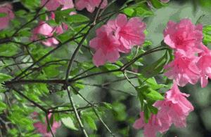 Curated | The Bloom: A Gentle Release in the Universe