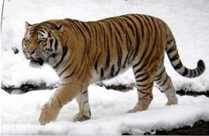 Top 8 Battle Power Rankings: Lion, Tiger, Leopard – Cloud Leopard at the Bottom, Asian Lion Ranked 4th