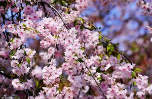 Ancient Echoes Lingering: Spring Mountains in Bloom (Outer Two Poems)