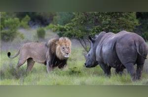 The Aftermath of the Lion's Provocation Towards the Rhinoceros! Unexpectedly, the Rhinoceros Counterattacked, and the Footage Recorded the Entire Process