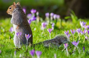 UK: Spring Returns Crimson Blossoms, Squirrels Sniff Fragrance