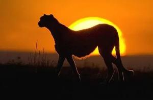Record This Amazing Animal World