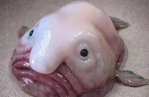 The World's Ugliest Fish, Winning Seven Consecutive Years – It's Sad, Isn't It?