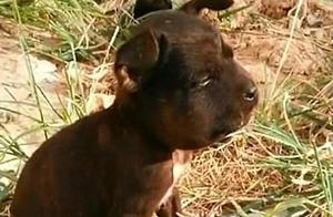 A Stray Dog's Melancholy Return