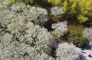 Another Warm March, Peach Blossoms and Willows Display New Spring