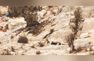 Local Qinghai Herdsmen Capture Snow Leopard Activity Footage
