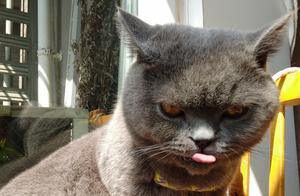Things You Should Know Before Getting a Cat (Part 1)