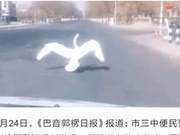 In Xinjiang's Kuerle City, wild swans take advantage of the lockdown to stroll on the roads.