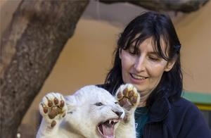 Rare White Lion Cub Makes Debut at German Zoo – Adorable and Stunningly Beautiful