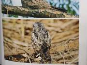 Common Nightjar of the Yellow River Delta