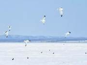 A Flock of Gulls Flying Over the Lake