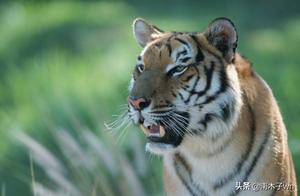 Why does 'One Pig, Two Bears, Three Tigers' have wild boars in first place? You'll be stunned after reading this.