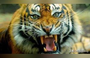 Why Must Tigers Be Killed After Eating People? Experts Say: The Consequences Would Be Very Serious!