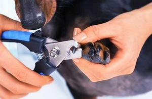 How Important Are Nail Clippers for Dogs? What Types of Nail Clippers Are There? How to Trim Your Dog's Nails