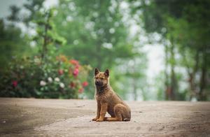 My Companion Dog Doesn't Keep Up with My Rhythm