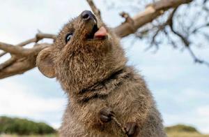 Short-Tailed Dwarf Bandicoots – Sweet Smiles, the Happiest Animals in the World