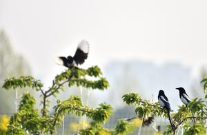 Birds Dance and Flutter, Spring Abounds in (Danquan)