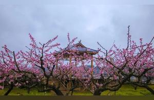 China's Green Paradise: Three Ming - Holding a Handful of Spring, Admiring Peach and Pear Pink and White...